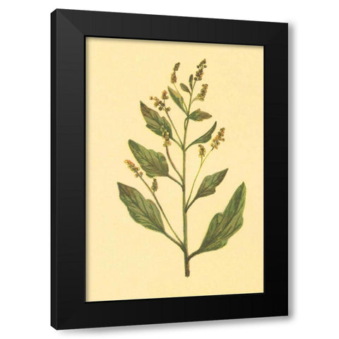 Lambs Quarters Black Modern Wood Framed Art Print by PI Collection