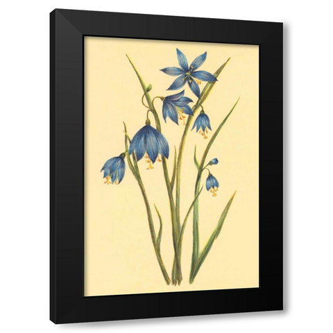 Large Flowered Blue Eyed Grass Black Modern Wood Framed Art Print by PI Collection