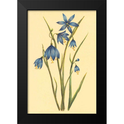 Large Flowered Blue Eyed Grass Black Modern Wood Framed Art Print by PI Collection
