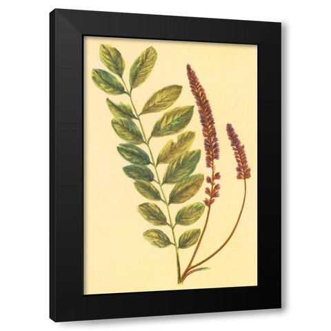 Lead Plant Black Modern Wood Framed Art Print by PI Collection