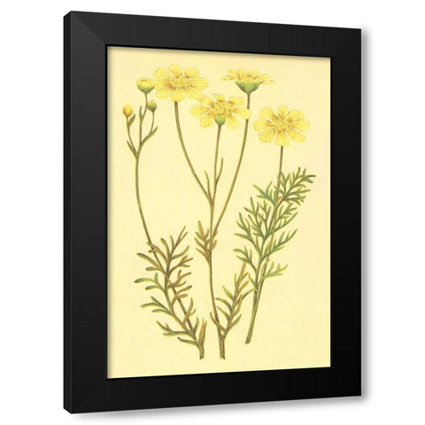 Newberry Leucampyx Black Modern Wood Framed Art Print with Double Matting by PI Collection
