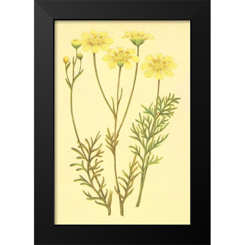 Newberry Leucampyx Black Modern Wood Framed Art Print by PI Collection