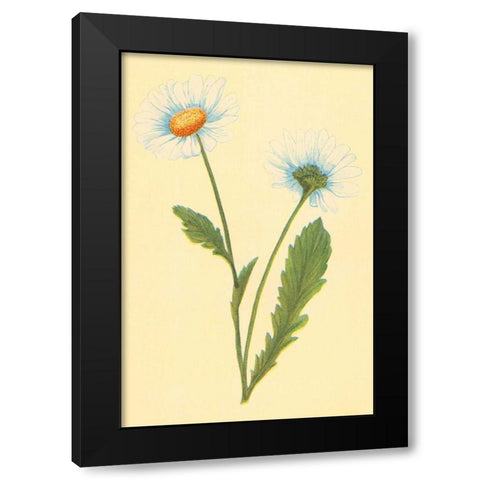 Ox Eye Daisy with Whiteweed Black Modern Wood Framed Art Print by PI Collection