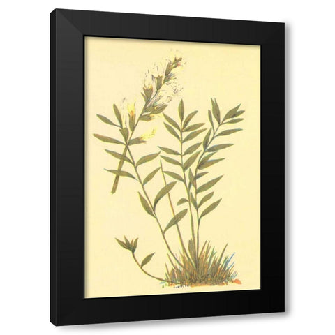 Oxytropis Lamberti Black Modern Wood Framed Art Print by PI Collection