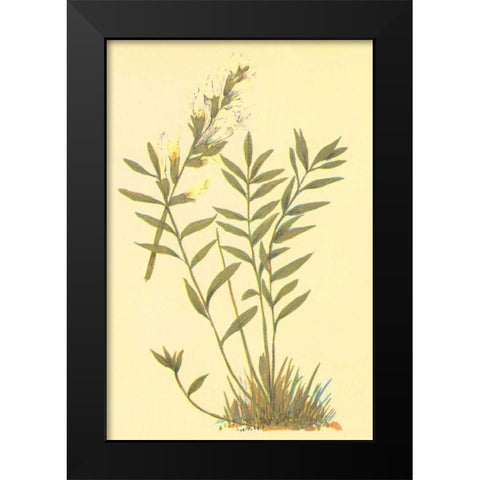 Oxytropis Lamberti Black Modern Wood Framed Art Print by PI Collection