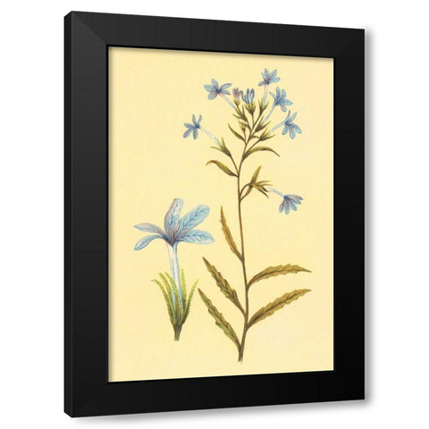 Palmerella Debillis Serratta Black Modern Wood Framed Art Print by PI Collection