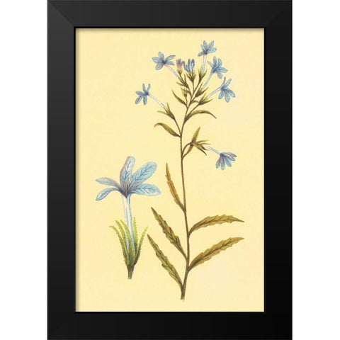 Palmerella Debillis Serratta Black Modern Wood Framed Art Print by PI Collection