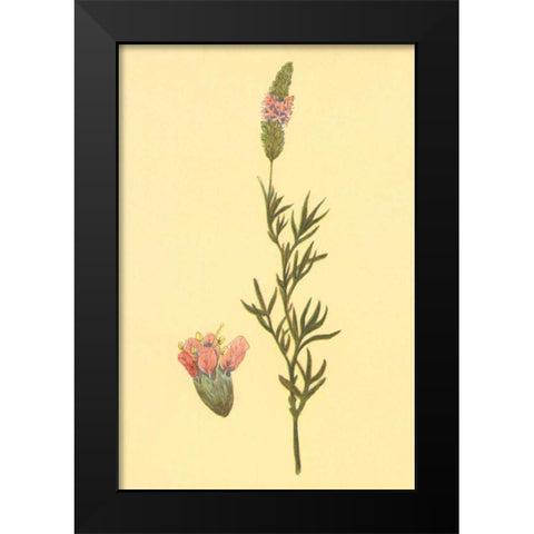 Praire Clover Black Modern Wood Framed Art Print by PI Collection
