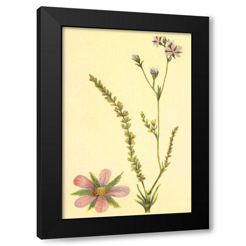 Purplish Horkelia Black Modern Wood Framed Art Print with Double Matting by PI Collection