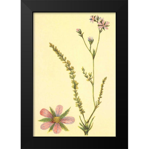 Purplish Horkelia Black Modern Wood Framed Art Print by PI Collection