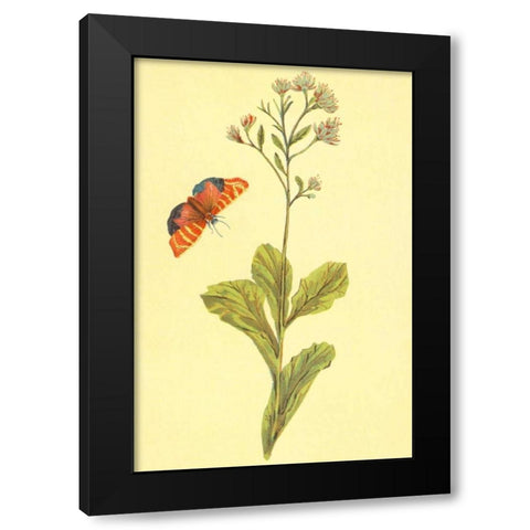 Sedum Telephium Black Modern Wood Framed Art Print by PI Collection