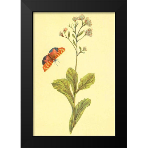 Sedum Telephium Black Modern Wood Framed Art Print by PI Collection