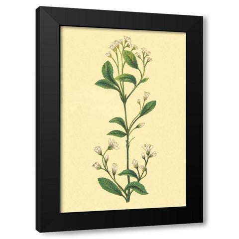 Service Berry and Shad Bush Black Modern Wood Framed Art Print with Double Matting by PI Collection