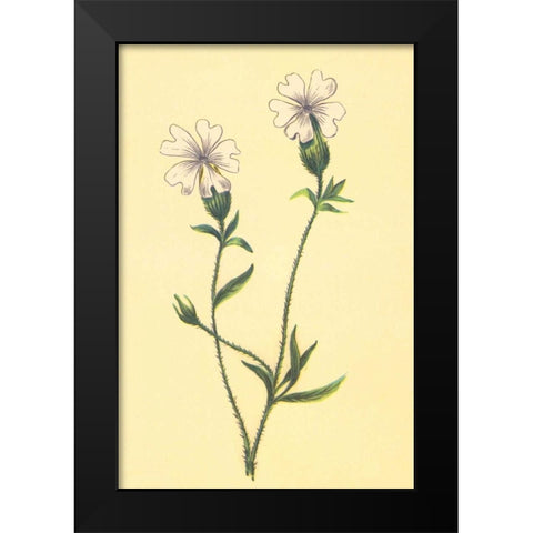 Silene Vulgaris Black Modern Wood Framed Art Print by PI Collection