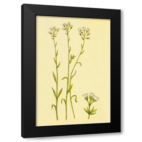 Smooth Rock Cress Black Modern Wood Framed Art Print by PI Collection