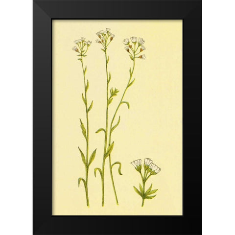Smooth Rock Cress Black Modern Wood Framed Art Print by PI Collection