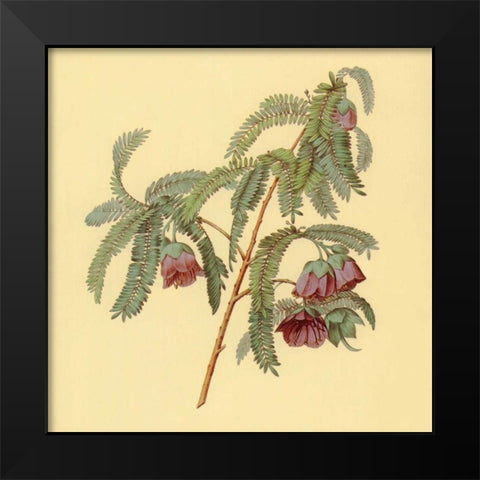 Spaendoncea Tamarandifolia Black Modern Wood Framed Art Print by PI Collection