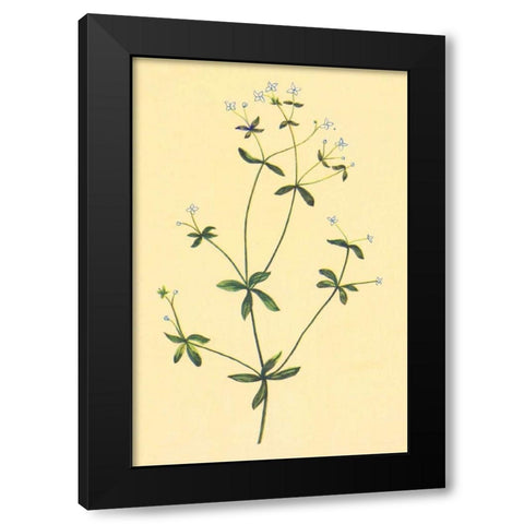 Sweet Scented Bedstraw Black Modern Wood Framed Art Print by PI Collection