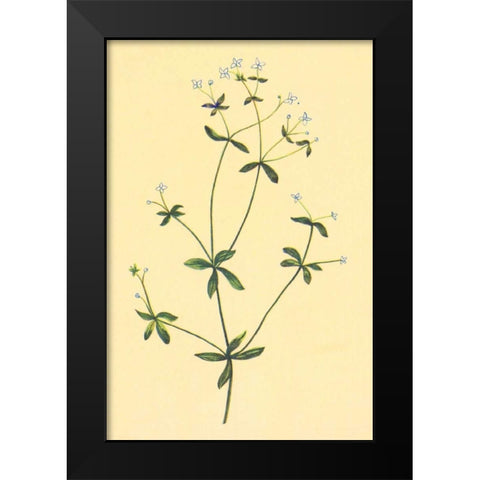 Sweet Scented Bedstraw Black Modern Wood Framed Art Print by PI Collection