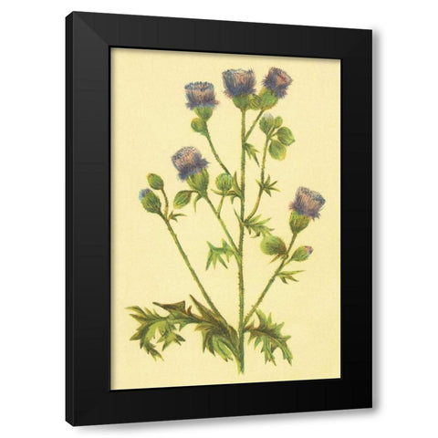 Thistle Black Modern Wood Framed Art Print with Double Matting by PI Collection