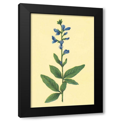 Tick Trefoil Black Modern Wood Framed Art Print by PI Collection