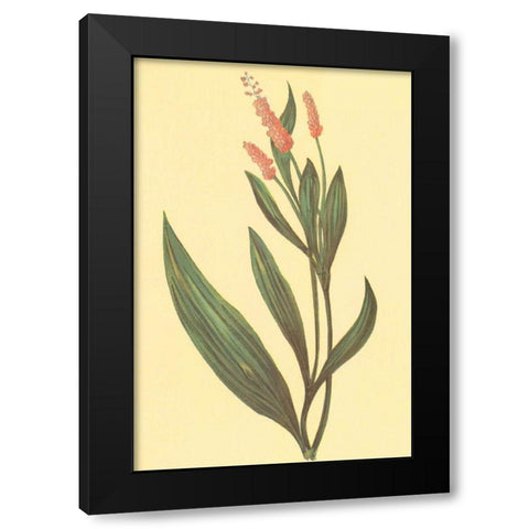 Water Knotweed Black Modern Wood Framed Art Print with Double Matting by PI Collection