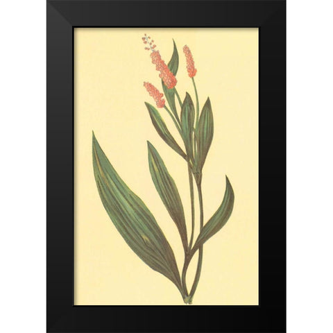 Water Knotweed Black Modern Wood Framed Art Print by PI Collection