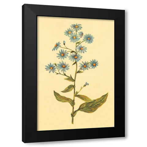Wavy Leaved Aster Black Modern Wood Framed Art Print with Double Matting by PI Collection