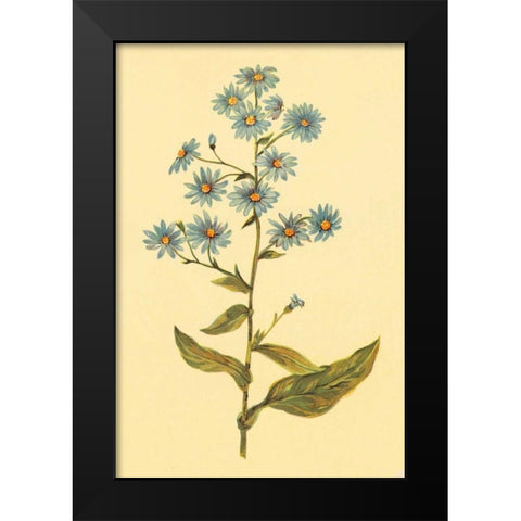Wavy Leaved Aster Black Modern Wood Framed Art Print by PI Collection
