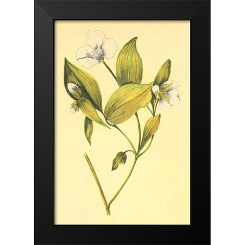 Wild Mock  Black Modern Wood Framed Art Print by PI Collection