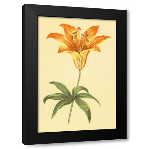 Wild Orange Lily Black Modern Wood Framed Art Print with Double Matting by PI Collection