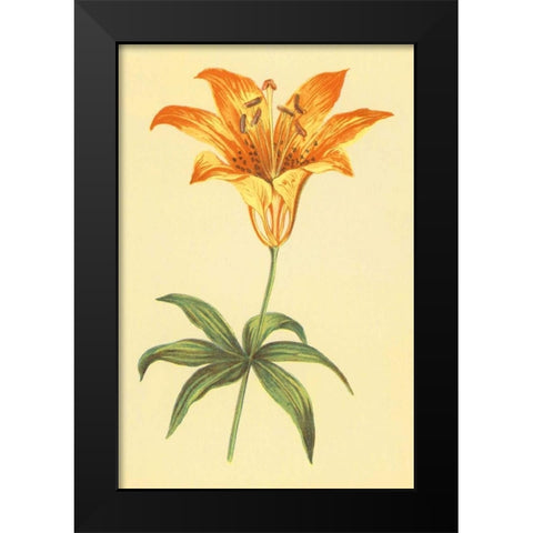 Wild Orange Lily Black Modern Wood Framed Art Print by PI Collection