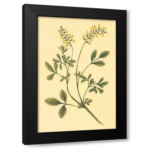 Yellow Melilot and Sweet Clover Black Modern Wood Framed Art Print with Double Matting by PI Collection