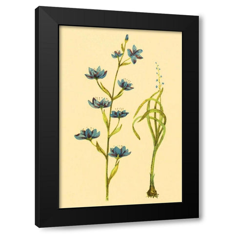 Zygadenus Black Modern Wood Framed Art Print with Double Matting by PI Collection