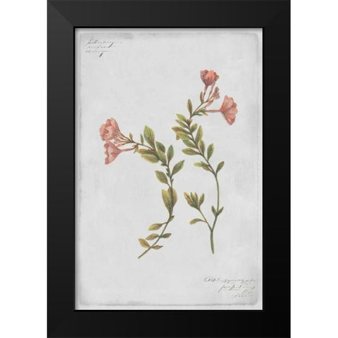 Epilobium Rigidum Black Modern Wood Framed Art Print by PI Collection