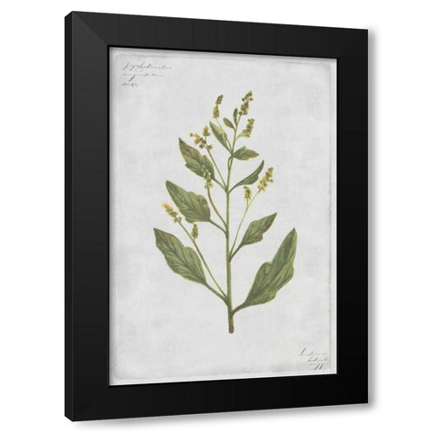 Lambs Quarters Black Modern Wood Framed Art Print with Double Matting by PI Collection