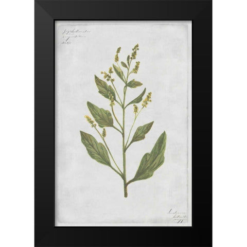 Lambs Quarters Black Modern Wood Framed Art Print by PI Collection