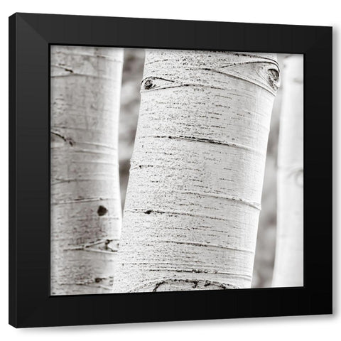 Birches in Grey II Black Modern Wood Framed Art Print by Cotter, Rick