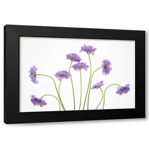 Pincushions 2 Black Modern Wood Framed Art Print by Cozart, Rebecca