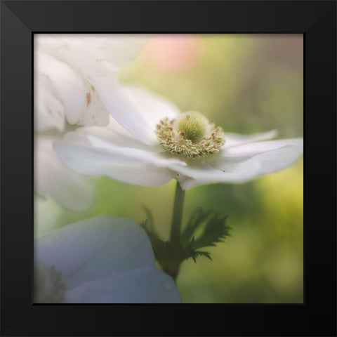 Chiffon I Black Modern Wood Framed Art Print by Schenck, Robert