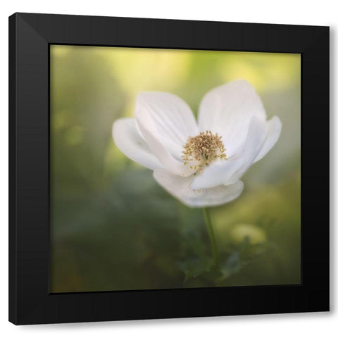 Chiffon II Black Modern Wood Framed Art Print by Schenck, Robert