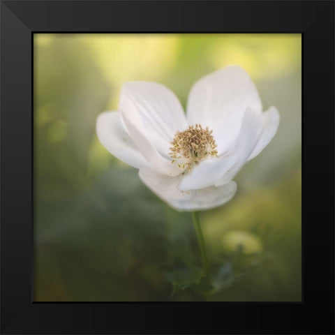 Chiffon II Black Modern Wood Framed Art Print by Schenck, Robert