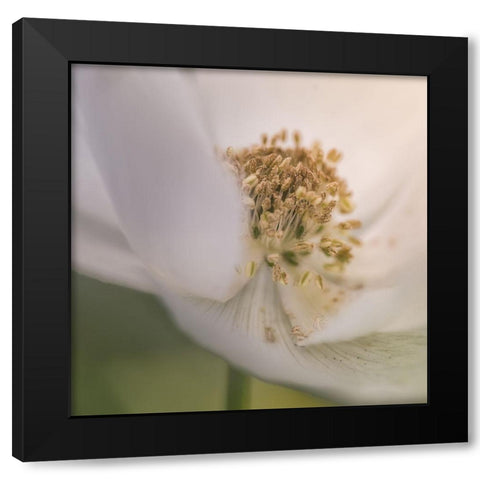 Chiffon IV Black Modern Wood Framed Art Print by Schenck, Robert