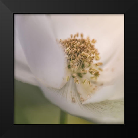 Chiffon IV Black Modern Wood Framed Art Print by Schenck, Robert