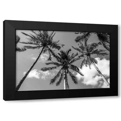 California Palms II Black Modern Wood Framed Art Print with Double Matting by Silver, Richard