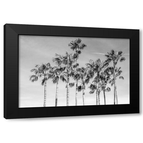 California Palms III Black Modern Wood Framed Art Print with Double Matting by Silver, Richard