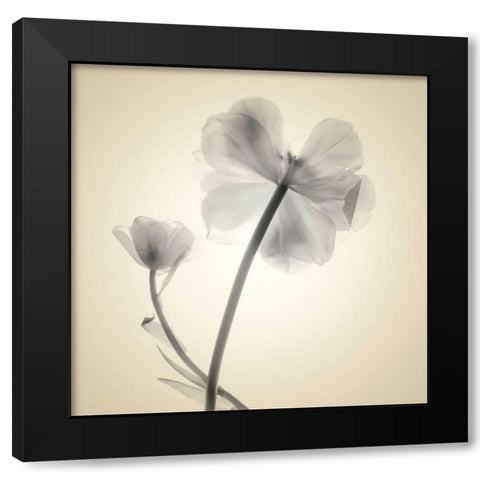 Soft II Black Modern Wood Framed Art Print by Stalus, Judy