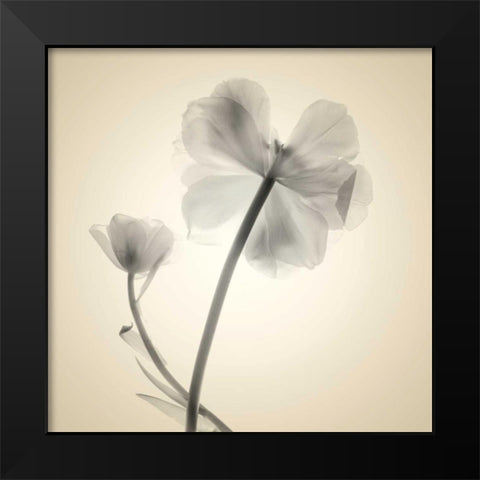 Soft II Black Modern Wood Framed Art Print by Stalus, Judy