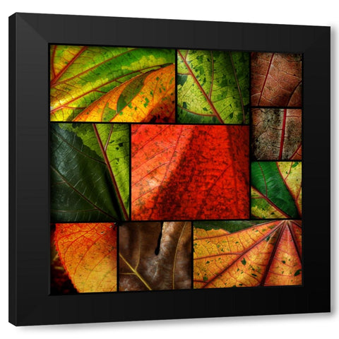 Patch Leaves Black Modern Wood Framed Art Print by Scaroni, Roberto