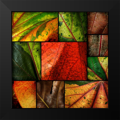 Patch Leaves Black Modern Wood Framed Art Print by Scaroni, Roberto